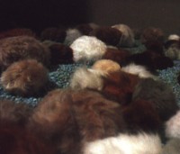 Tribbles